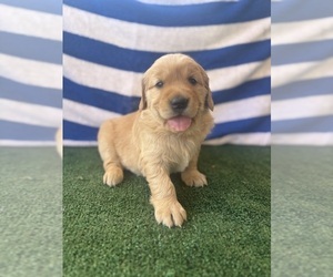 Medium Golden Retriever