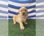 Small Golden Retriever