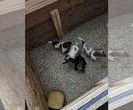 Image preview for Ad Listing. Nickname: Litter of 4