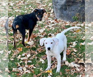Falkor - Male Great Pyrenees-Unknown Mix Dog for Adoption - Photo #15
