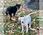 Small #14 Great Pyrenees Mix