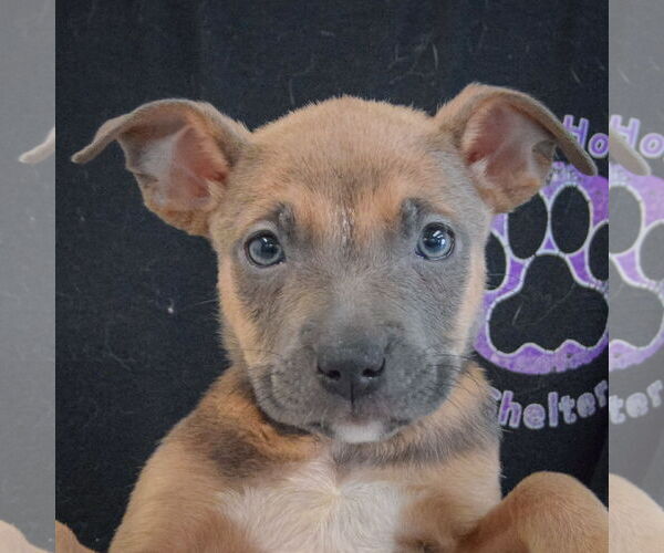 Medium Photo #6 American Staffordshire Terrier-Boxer Mix Puppy For Sale in Huntley, IL, USA