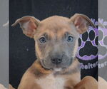 Small #5 American Staffordshire Terrier-Boxer Mix
