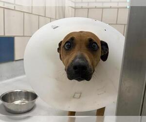 Black Mouth Cur-Unknown Mix Dogs for adoption in Grand Prairie, TX, USA