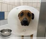 Small Black Mouth Cur Mix