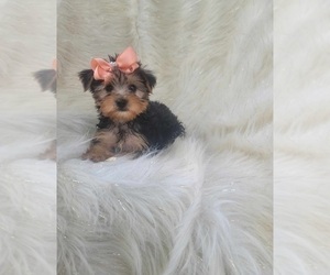 Yorkshire Terrier Puppy for sale in INDIANAPOLIS, IN, USA