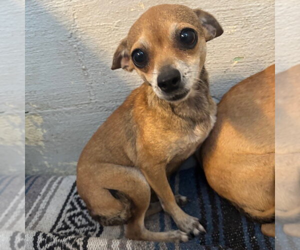 Medium Photo #1 Chihuahua Puppy For Sale in Yardley, PA, USA