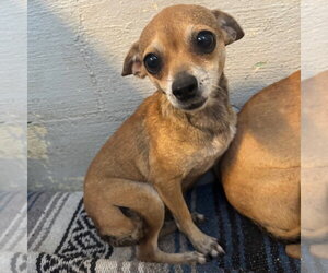 Chihuahua Dogs for adoption in Yardley, PA, USA