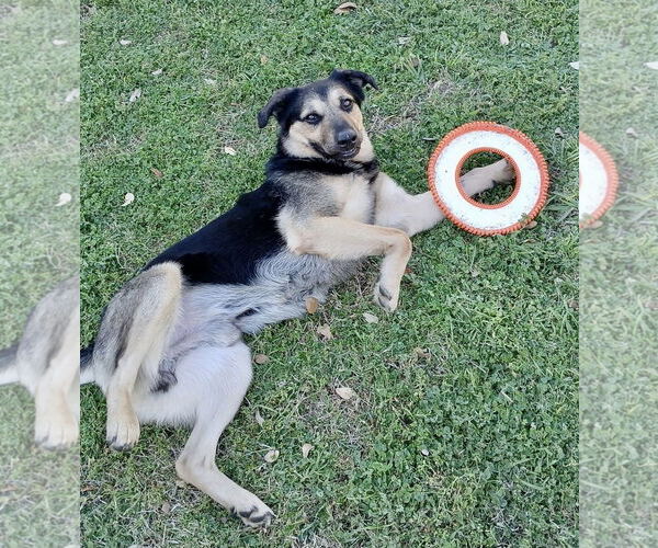Medium Photo #2 Mutt Puppy For Sale in Euless, TX, USA