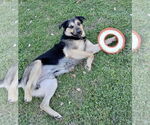 Small #1 Mutt