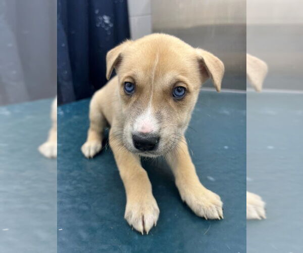 Medium Photo #1 Siberian Husky-Unknown Mix Puppy For Sale in Mobile, AL, USA