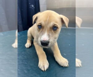 Siberian Husky-Unknown Mix Dogs for adoption in Mobile, AL, USA