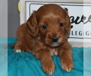 Cavapoo Puppy for sale in SUNBURY, PA, USA