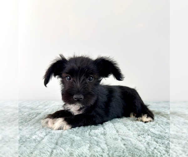 Medium Photo #5 Schnauzer (Miniature) Puppy For Sale in GREENFIELD, IN, USA