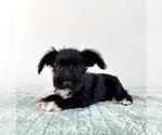 Small #4 Schnauzer (Miniature)