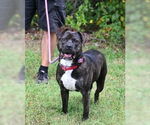 Small American Bandogge mastiff