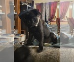 Small #3 Pug