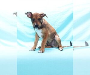 German Shepherd Dog-Unknown Mix Dogs for adoption in Burbank, CA, USA