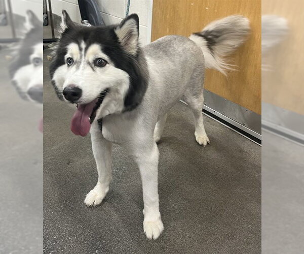 Medium Photo #1 Siberian Husky Puppy For Sale in Forestville, MD, USA