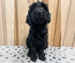 Puppy Valka Goldendoodle