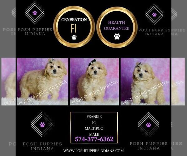 Medium Photo #111 Maltipoo (Miniature) Puppy For Sale in WARSAW, IN, USA