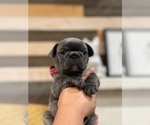 Small Photo #14 French Bulldog Puppy For Sale in ESCONDIDO, CA, USA