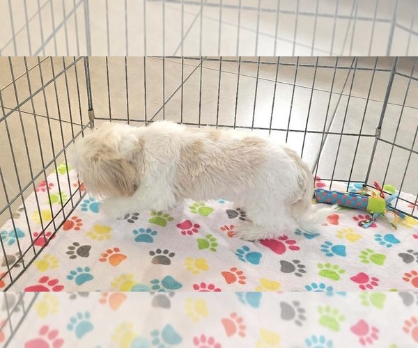 Medium Photo #4 Shih Tzu Puppy For Sale in ORO VALLEY, AZ, USA