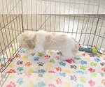 Small #3 Shih Tzu