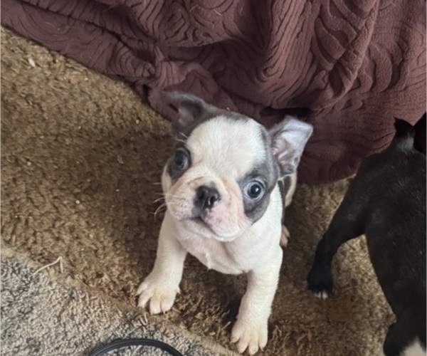 Medium Photo #2 Faux Frenchbo Bulldog Puppy For Sale in MOUNT ORAB, OH, USA