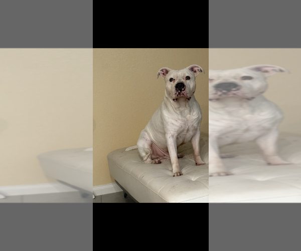 Medium Photo #1 American Pit Bull Terrier Puppy For Sale in ROSHARON, TX, USA
