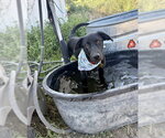 Small Labrador Retriever Mix