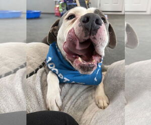 Mutt Dogs for adoption in Clarkston, MI, USA