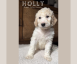 Puppy Holly Goldendoodle
