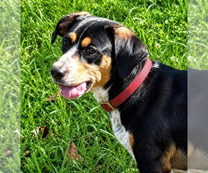 Dante - Male Doxle Dog for Adoption - Photo #4