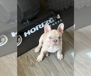 French Bulldog Puppy for Sale in FLUSHING, New York USA