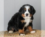 Small #3 Bernese Mountain Dog