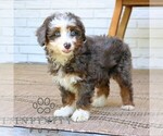 Small #2 Bernedoodle (Miniature)