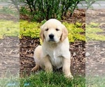 Small Photo #2 Golden Retriever Puppy For Sale in NAPPANEE, IN, USA