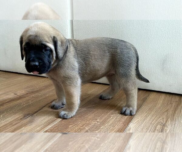Medium Photo #17 Mastiff Puppy For Sale in CHESAPEAKE, VA, USA