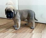 Small #16 Mastiff