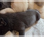 Small #23 Pug