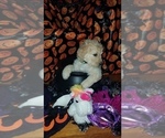 Small Photo #23 Goldendoodle Puppy For Sale in EAST POINT, GA, USA