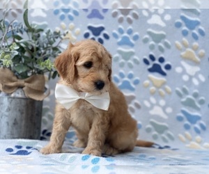 Goldendoodle (Miniature) Puppy for sale in LANCASTER, PA, USA