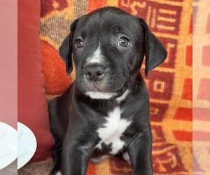 Labrador Retriever-Unknown Mix Dogs for adoption in San Diego, CA, USA
