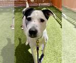 Small #3 American Pit Bull Terrier Mix