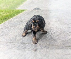 Cocker Spaniel Puppy for sale in GOSHEN, IN, USA