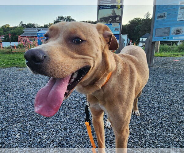 Medium Photo #1 Labrador Retriever-Unknown Mix Puppy For Sale in SHERBURNE, NY, USA