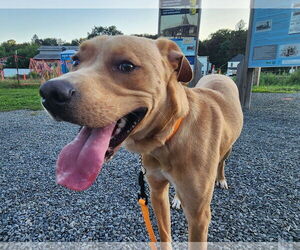 Labrador Retriever-Unknown Mix Dogs for adoption in SHERBURNE, NY, USA