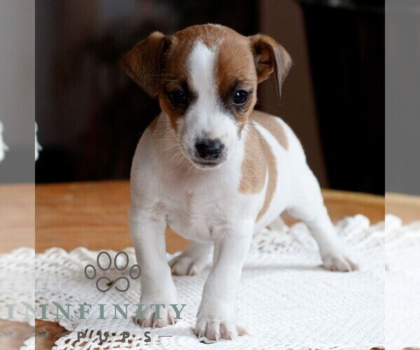 Medium Photo #1 Jack Russell Terrier Puppy For Sale in EAST EARL, PA, USA