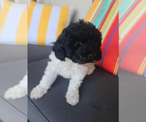 Poodle (Miniature) Puppy for sale in ORANGE PARK, FL, USA